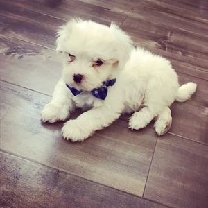 Meet your Posher, Janeth